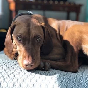 Meet your Posher, Colin